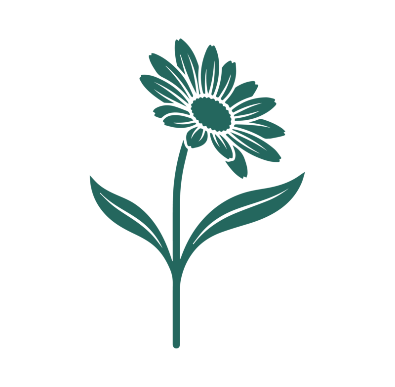 Bunga aster — simbol awal yang baru